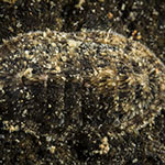 Chiton sp. 14